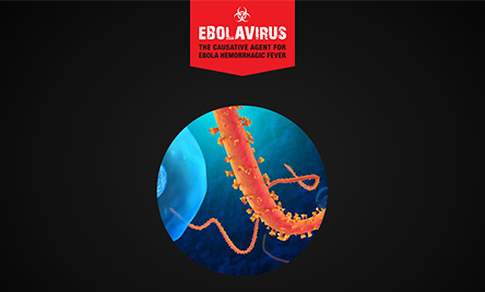 Ebolavirus Presentation